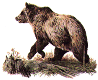 grizpic.gif (21163 bytes)