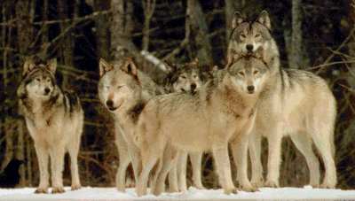 wolf-4.gif (70831 bytes)