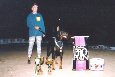 Best male in Breed Show