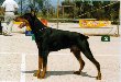 Best male in Breed Show