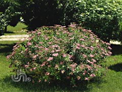 Froebel Spirea
