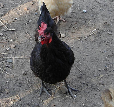 Blackie