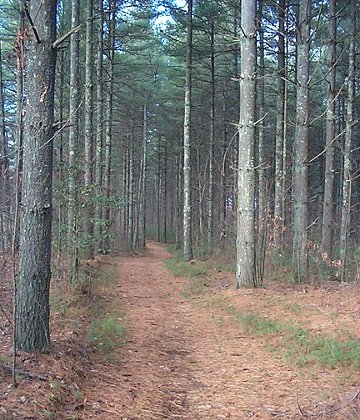 Flatwoods Trail