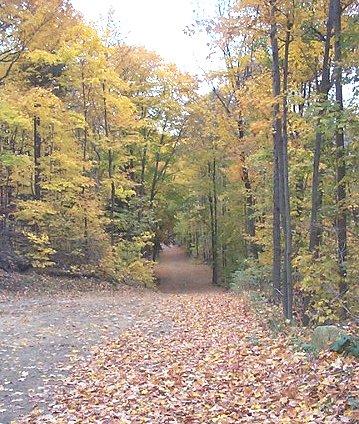 Pine Trail