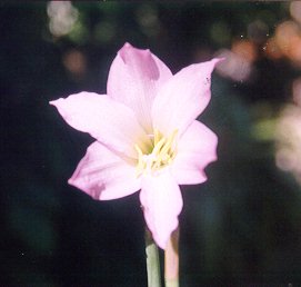 Maisy's Garden