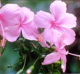 Maisy's Garden
