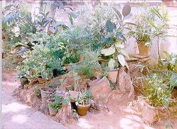 Garden of house near Holy Ghost Church gate