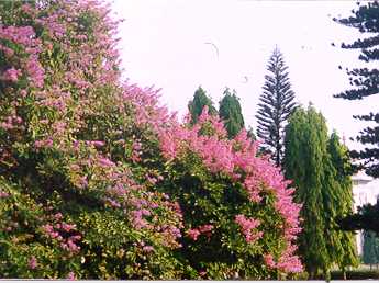 Cubbon Park