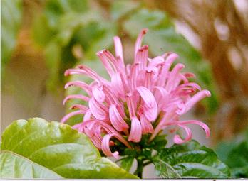 Maisy's Garden