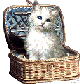Sample Basket Kitten
