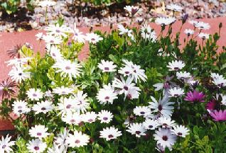 afdaisies2.jpg (26909 bytes)
