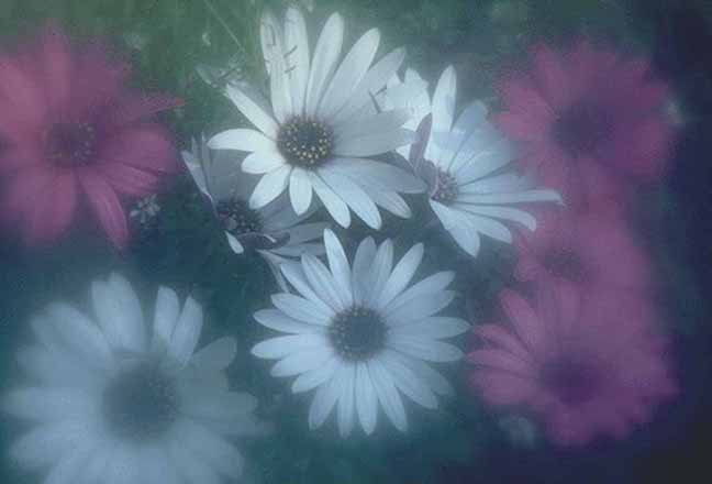 African Purple Daisy