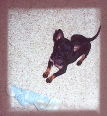 Noche loves to play