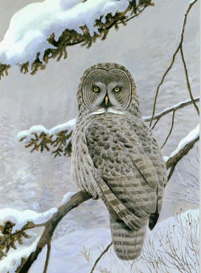 owlwhite.jpg (29096 bytes)