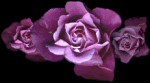 purprs2.gif (8410 bytes)