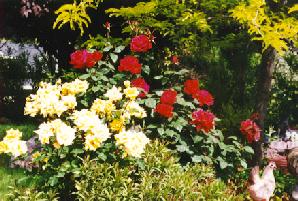 roses2.jpg (23448 bytes)