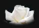 rosesmall.jpg (1313 bytes)