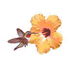 Hummingbird