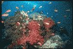 Marine Life
