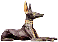 [jackal]