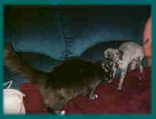 pets