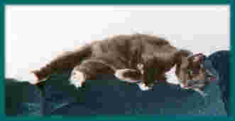 smokie