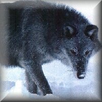 wolf7