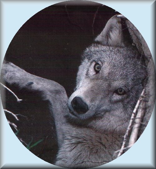 wolf1