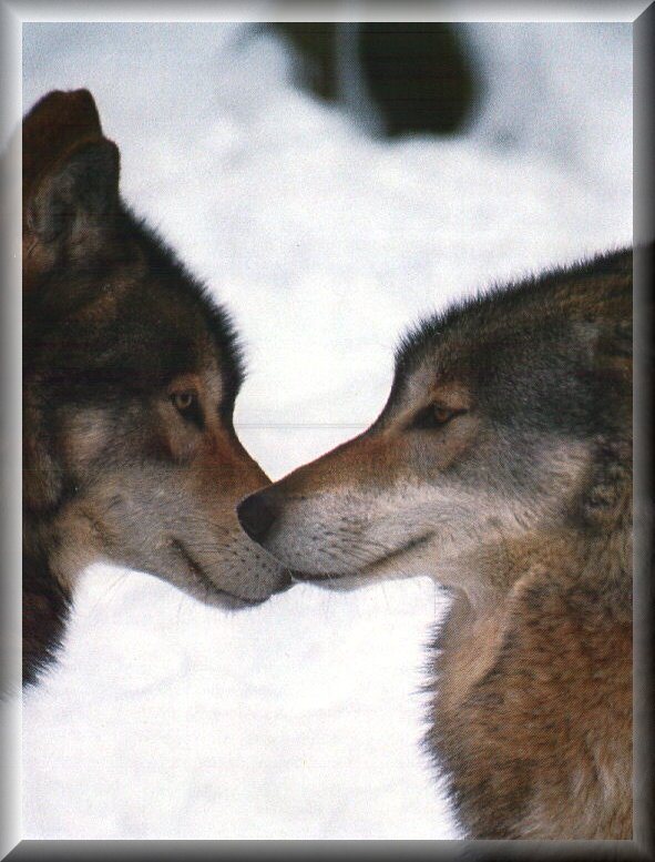 wolf2
