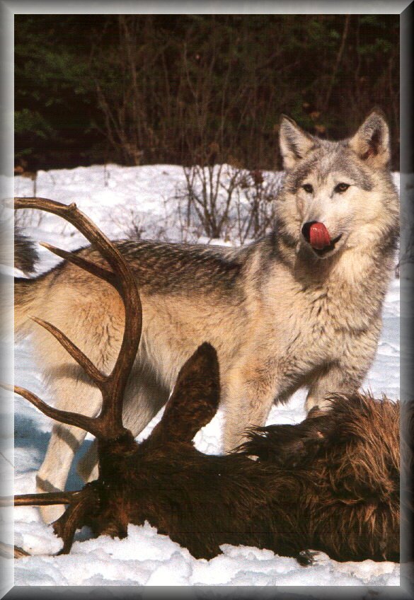 wolf9