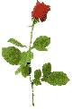 Rose #3
