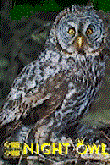 owl