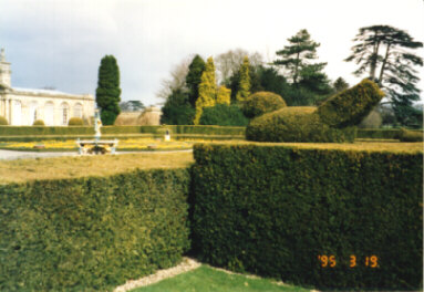 A Duck Topiary