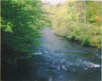 [ Terrapin Creek ]