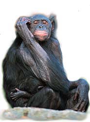 chimp.jpg (11333 bytes)