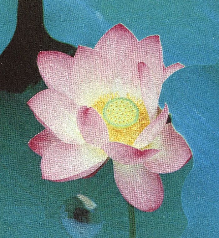 lotus2.jpg (178774 bytes)