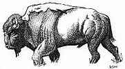 Bison