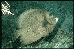 Marine Life