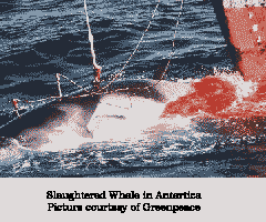 Slaugthered Whale