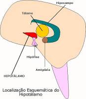 Localiza��o do Hipot�lamo