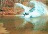 Mark making a big wave in the creek