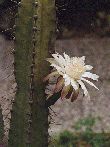 Cereus