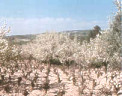 Cherry blossom