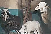 Blue-eyed sheep and goats
