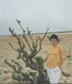 treeinleaf.jpg (18835 bytes)
