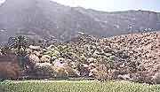 Fruit trees in blossom on the terraces at Wakan village