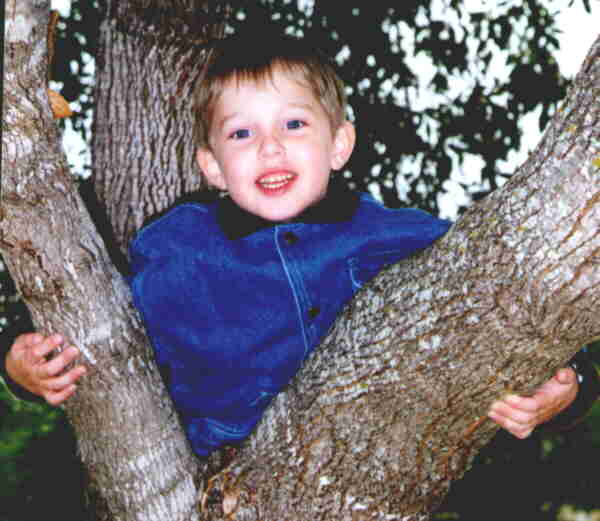 In a Tree