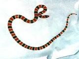 Shovel-nosed snake