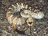 Blacktailed Rattlesnake