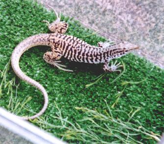 Checkered Whiptail Lizard